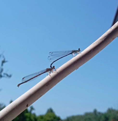 Blue Featherleg
