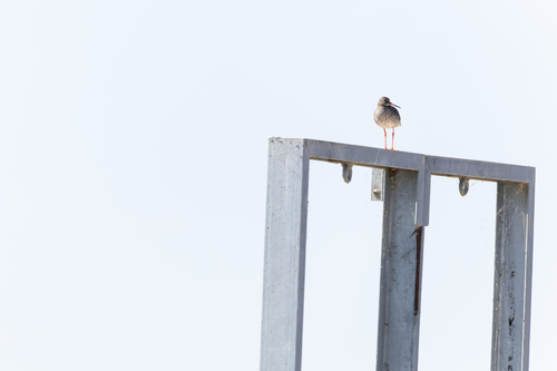 Common Redshank