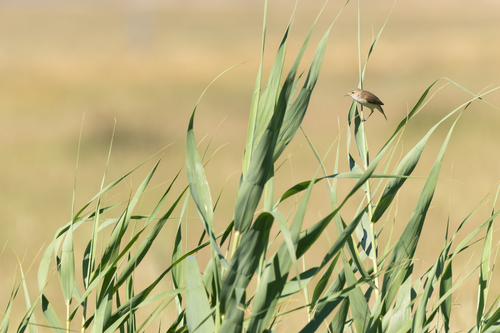 Common Reed Warbler