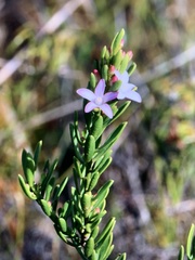 Philotheca queenslandica