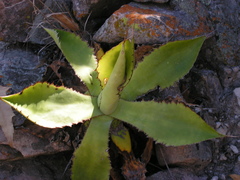 Agave bovicornuta
