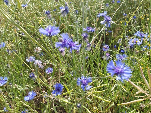 Cornflower