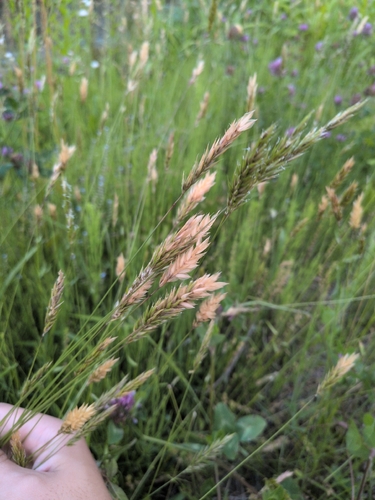 sweet vernal grass