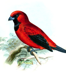 Vermilion Tanager photo 1
