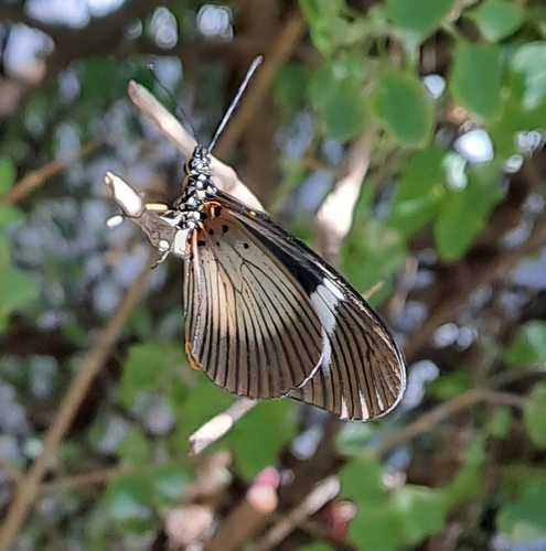 Dusky Acraea