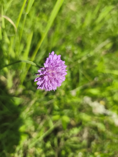 Field Scabious