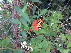 Heliconius ethilla