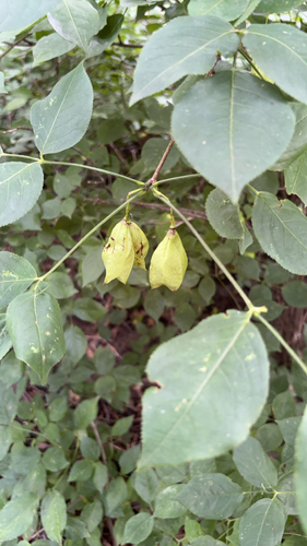 American bladdernut