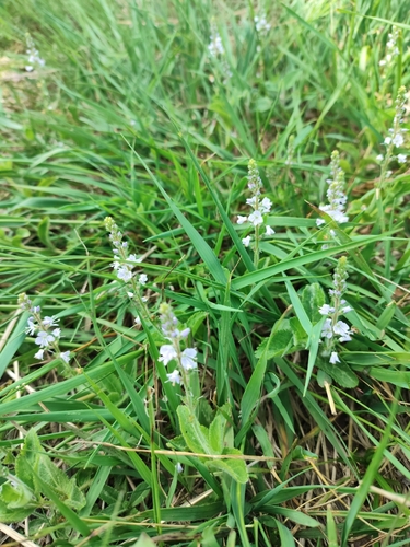 heath speedwell