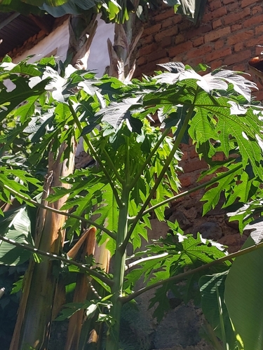 Papaya