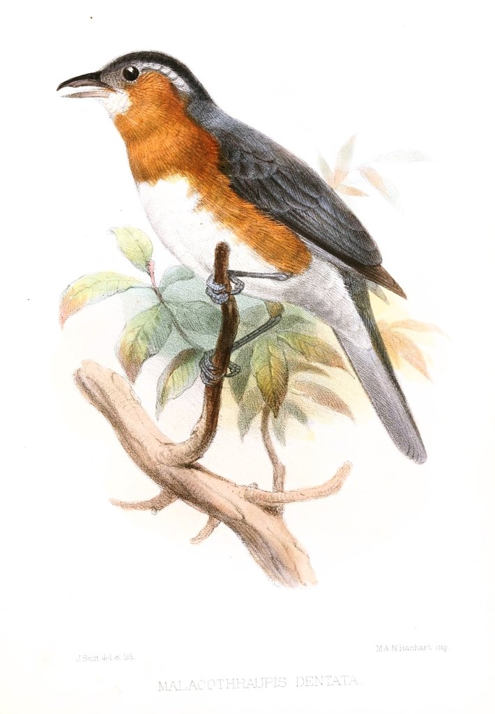 Slaty Tanager