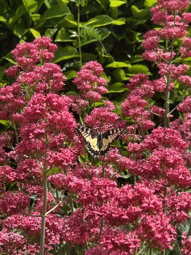 Old World Swallowtail