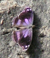 Myscelia cyananthe