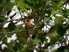 Pachyramphus homochrous