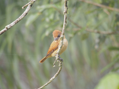 Pachyramphus homochrous