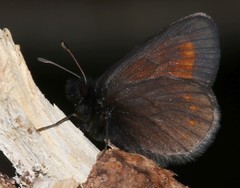 Erebia pharte