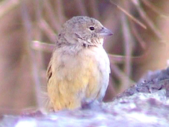 Greenish Yellow-Finch photo 5