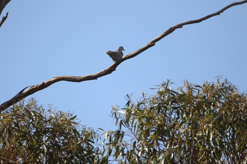 Eurasian Collared-Dove