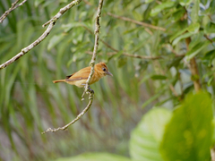 Pachyramphus homochrous