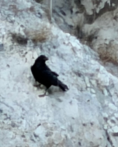 Common Raven