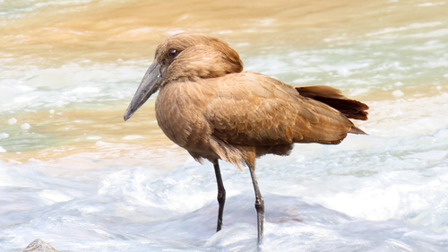 iNaturalist image