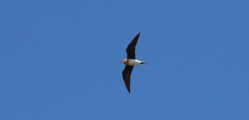 iNaturalist image