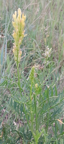 Astragalus asper, photograph 6