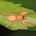 Garden Ghost Spider - Photo (c) Judy Gallagher, some rights reserved (CC BY)