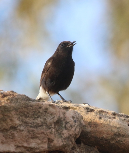 Black Wheatear