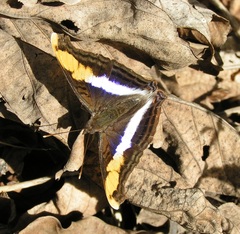 Doxocopa laure laure