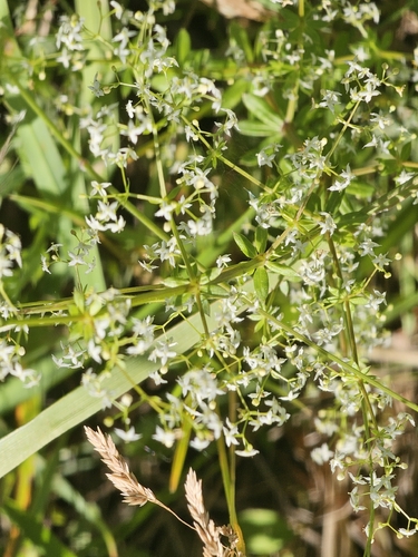 white bedstraw