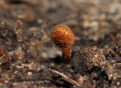 Phaeomarasmius