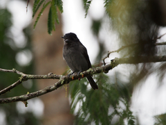 Pachyramphus homochrous