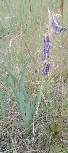 Iris spuria, photograph 5