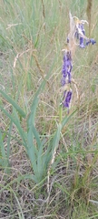 Iris spuria, photograph author not stated, no rights reserved