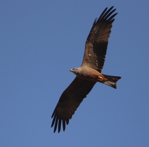 Black Kite