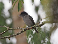 Pachyramphus homochrous