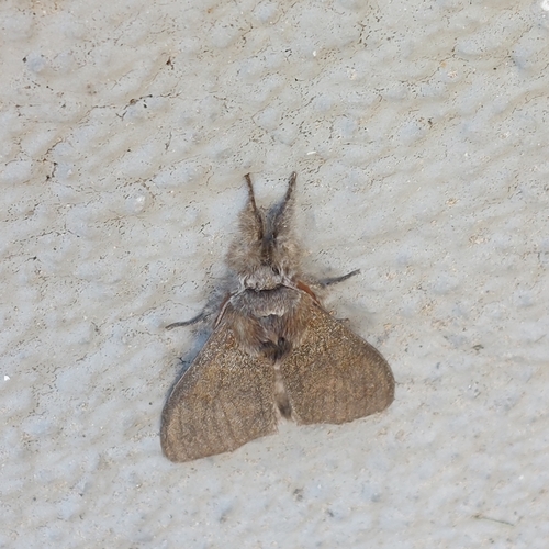 Pale Tussock Moth