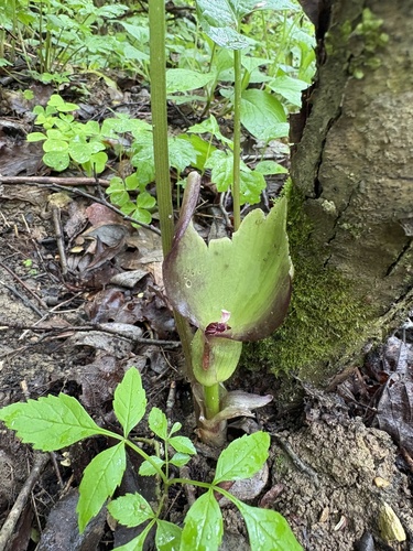 Arum orientale (Arum orientale)
