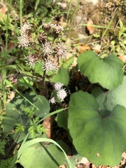Petasites formosanus