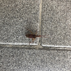 Gonocerus insidiator
