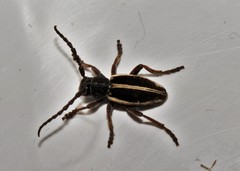 Dorcadion pilosipenne