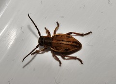 Dorcadion pilosipenne