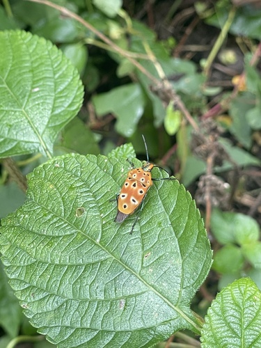 ocellated shield bug