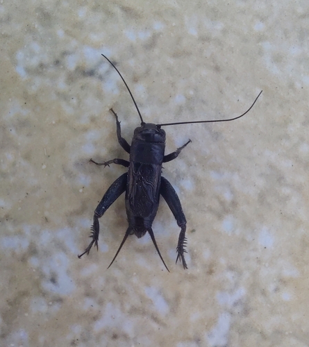 Desert Cricket