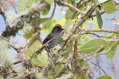 Cuzco Brush Finch photo 1