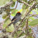 Cuzco Brushfinch - Photo (c) Dominic Sherony, some rights reserved (CC BY-SA)