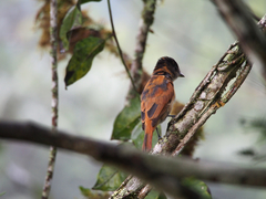 Pachyramphus homochrous