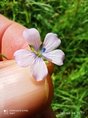 Linum bienne
