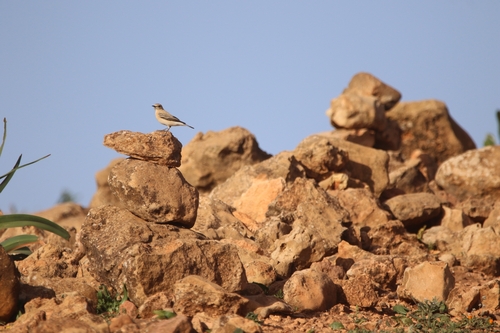 Western Black-eared Wheatear